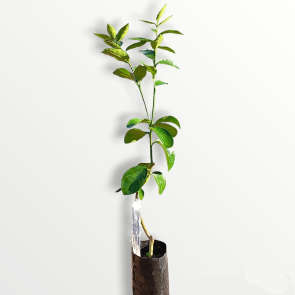 Muda de Limão Tahiti Enxertado - Mercado das Plantas Santa Tereza