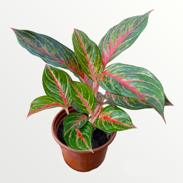 Aglaonema Red Emerald - Mercado das Plantas Santa Tereza