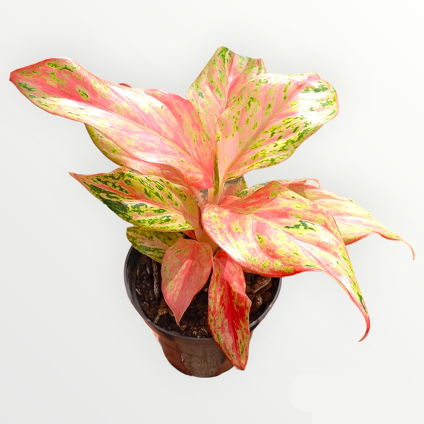 Aglaonema Prosperity - Mercado das Plantas Santa Tereza