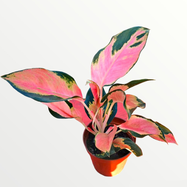 pothos plant common name Popular Pothos Plants 6-pack: Trailing / Hanging Vines & Variegated Plants  - (2” Pots) - Golden Pothos - Marble Queen Pothos - Neon Pothos