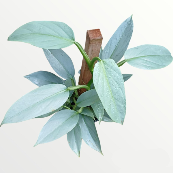 Philodendron Hastatun Silver - Mercado das Plantas Santa Tereza