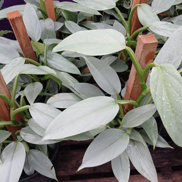 cape myrtle plant Crape Myrtle Emerald Empire® Amethyst King™ - 2 Gallon main image 0