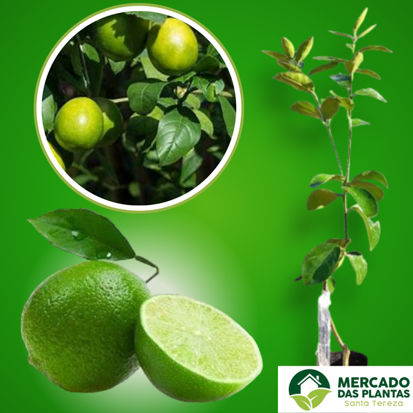 Muda de Limão Tahiti Enxertado - Mercado das Plantas Santa Tereza