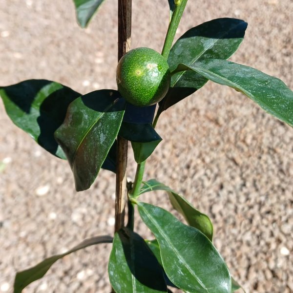 Muda de Laranja Kinkan Enxertada - Mercado das Plantas Santa Tereza
