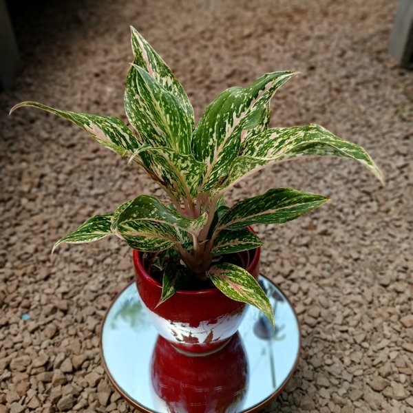 black gold superba snake plant 6" Black Gold Superba Snake Plant