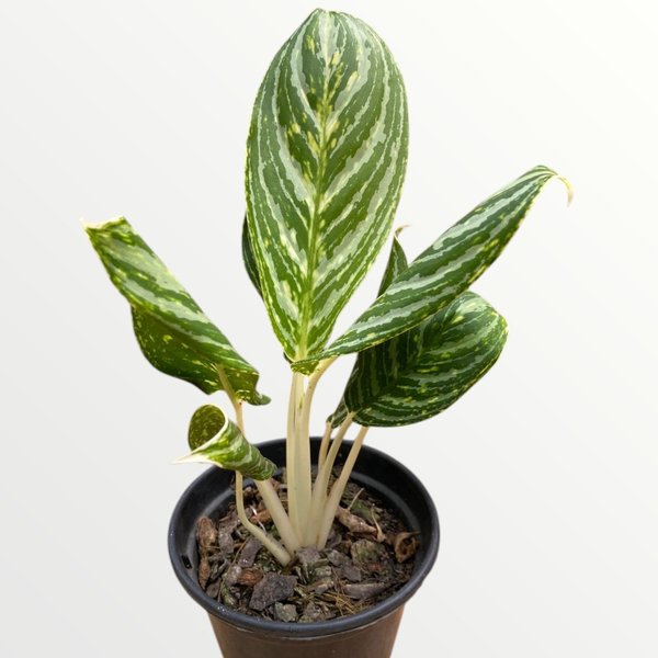 buy a aloe vera plant 4
