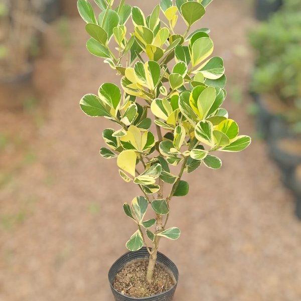 Muda de Clusia Variegata - Mercado das Plantas Santa Tereza